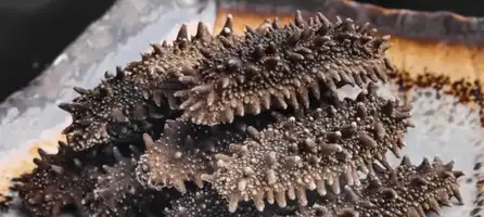 The 400-Million-Year-Old "Living Rubber": Decoding the Sea Cucumber