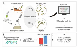 Fungal Assassins: When Microbes Become Agriculture’s “Precision Agents”