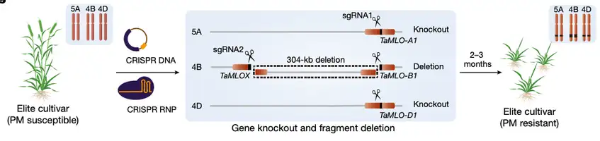 Internship at Qi Biodesign - Disease Resistant Wheat with High Yields