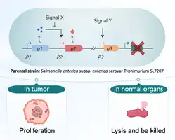 Bacteria vs Tumors